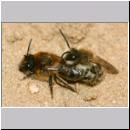 Colletes cunicularius - Weiden-Seidenbiene 18 13mm.jpg